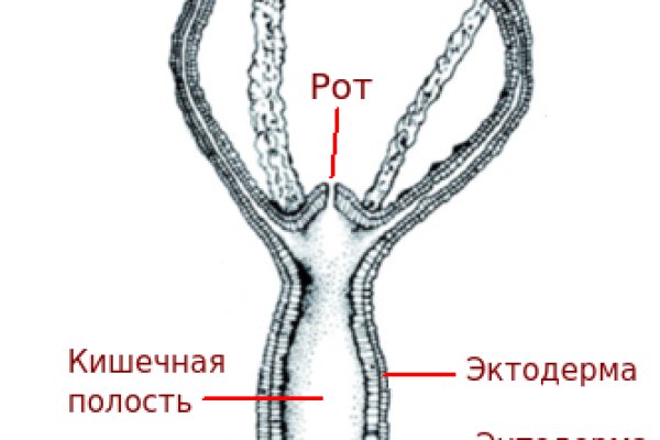 Kraken 17 at net