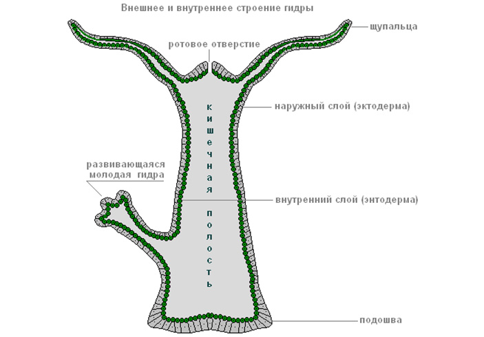 Кракен клирнет