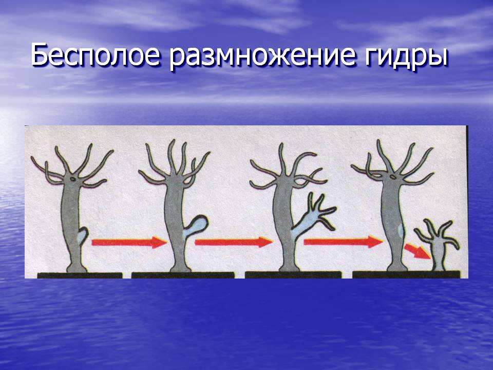 Тор для кракена